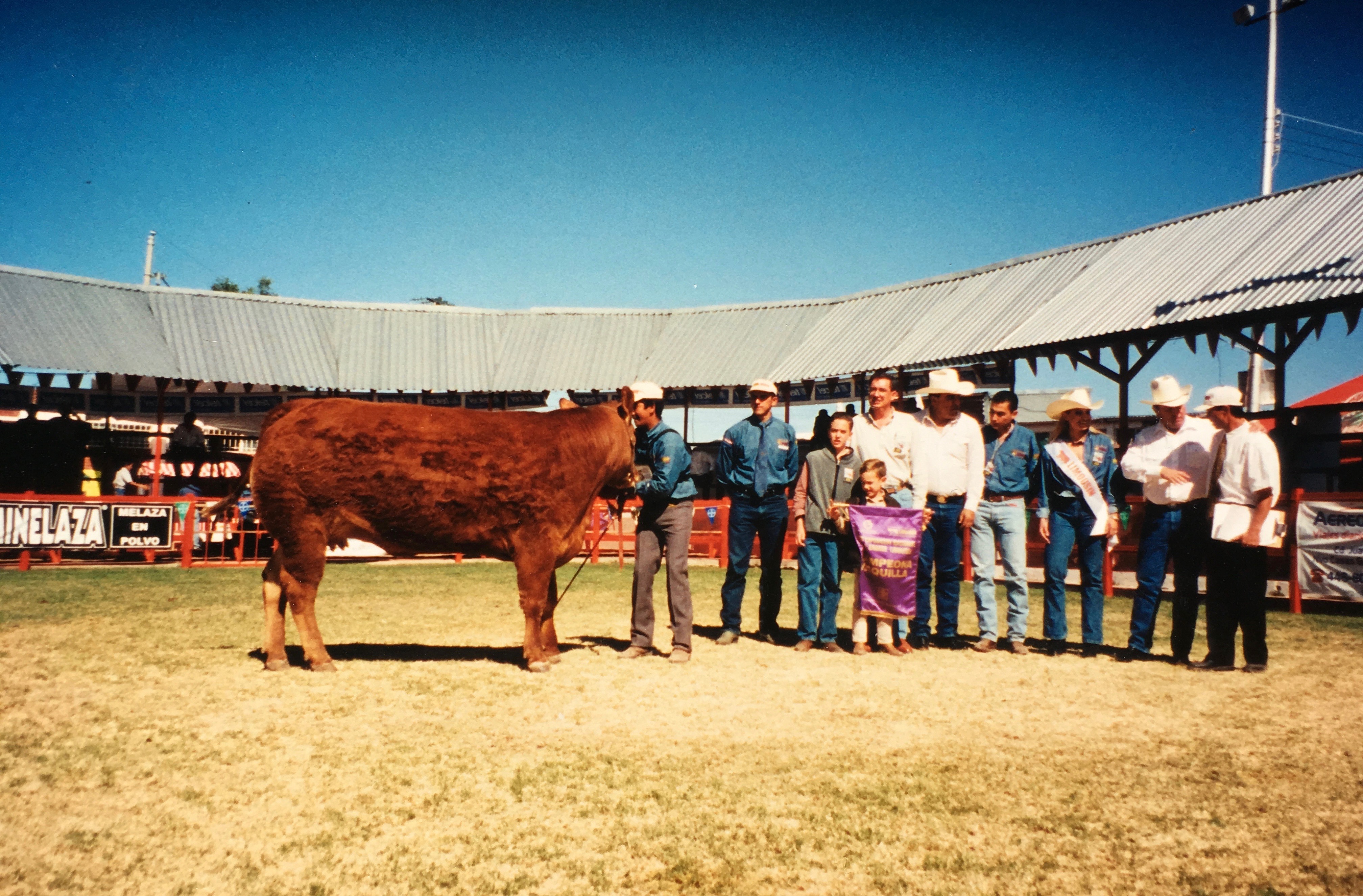Guadalajara,   Expo Ganadera, Canadian Grand Champion Limousin Female, 1998